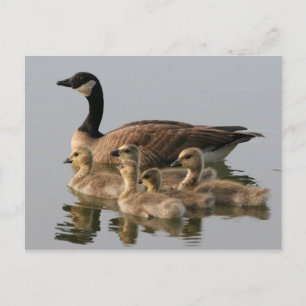 Canada Goose e seu cartão postal de foto de broto