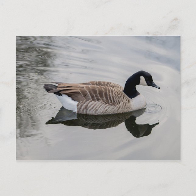 Canada Goose Natation em água vívida Cartão postal (Frente)