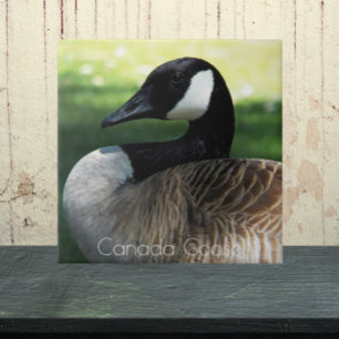 Canadá: Goose Wildlife Photo