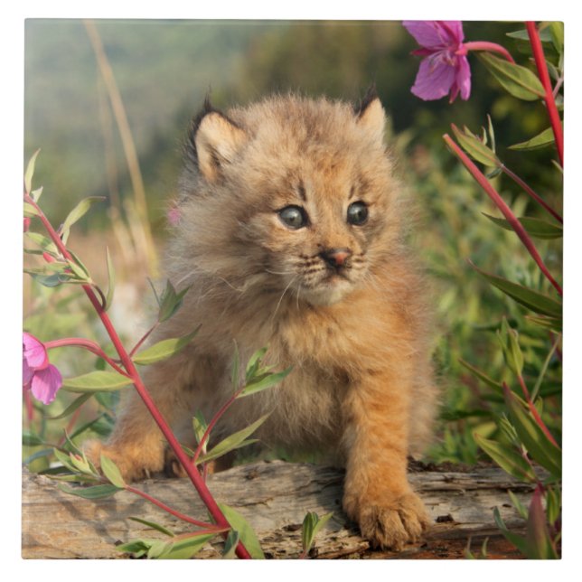Canada Lynx Kitten, Alaska (Frente)