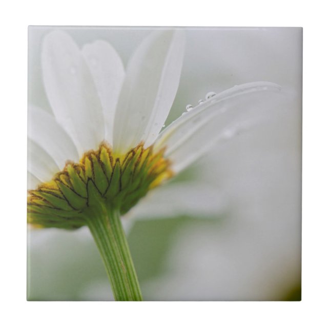 Canadá, New Brunswick, (Frente)