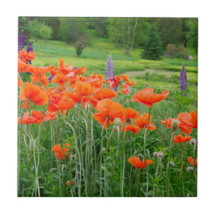 Canadá, New Brunswick. Paisagem