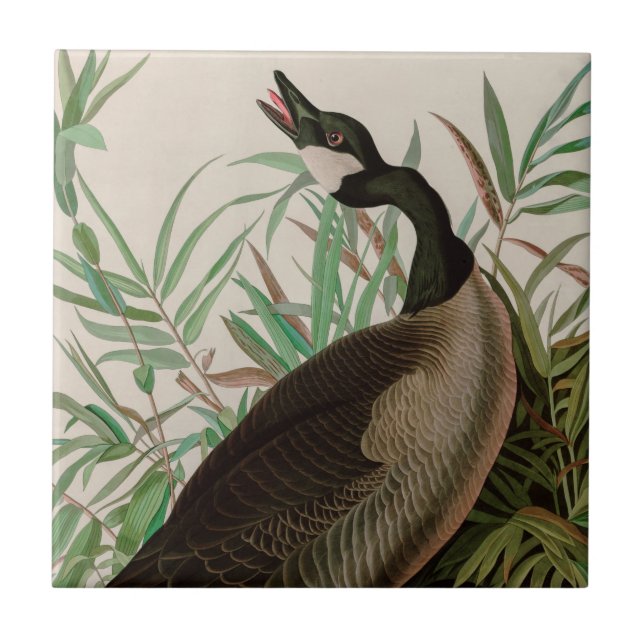 Canadá Pássaros Gansos da América Impressão Audubo (Frente)