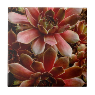 Canadá, . Planta suculenta