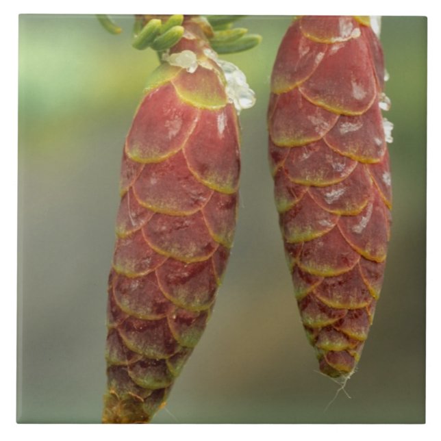 Canadá, Yukon, Black Spruce Cones (Frente)