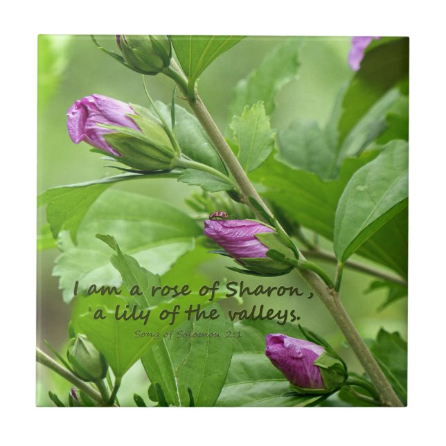 Canção de Salomão 2:1 (Frente)