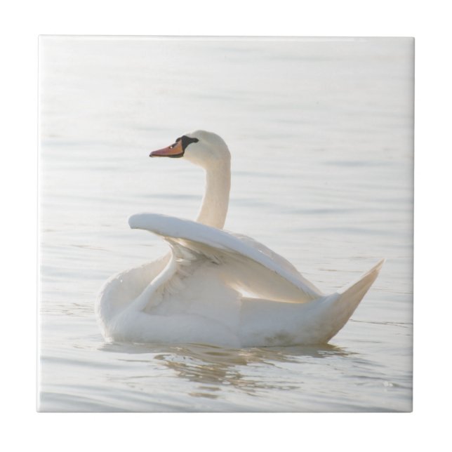 Câncer branco Cygnus (Frente)