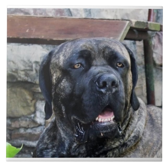 cane corso cinza brindle (Frente)