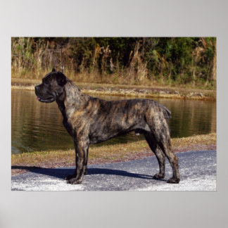 Cane Corso Impressão