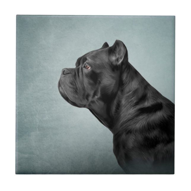 Cane Corso - Mastiff Italiano (Frente)