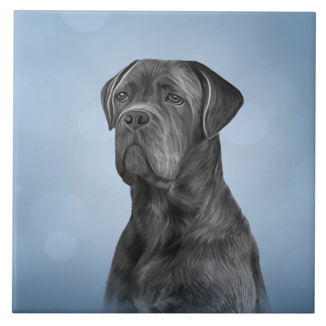 Cane Corso - Mastiff Italiano (Frente)
