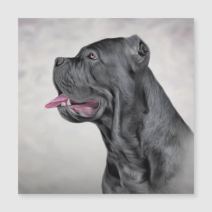 Cane Corso - Mastiff Italiano 12