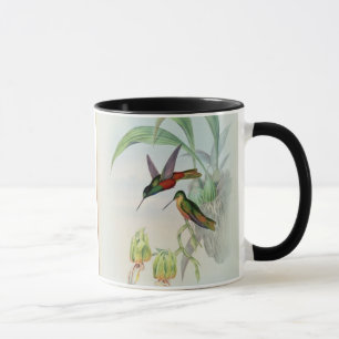 Caneca A estrela de Bonaparte fronteou o colibri