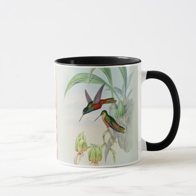 Caneca A estrela de Bonaparte fronteou o colibri (Direita)