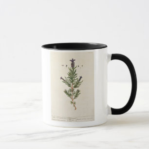 Caneca A lavanda francesa, chapeia 241 'de um Herbal