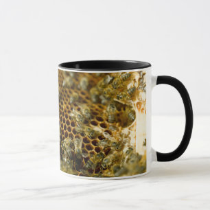 Caneca Abelhas Na Colmeia, Cabo Ocidental, África do Sul