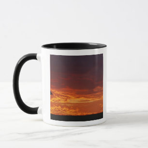 Caneca Acácia Espinho de Guarda-Chuva, Acacia tortilis, 2
