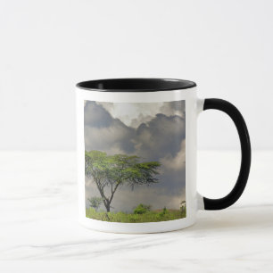 Caneca Acácia Espinho de Guarda-Chuva, Acacia tortilis, e