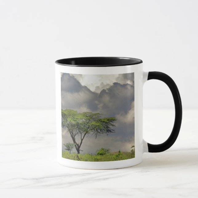 Caneca Acácia Espinho de Guarda-Chuva, Acacia tortilis, e (Direita)