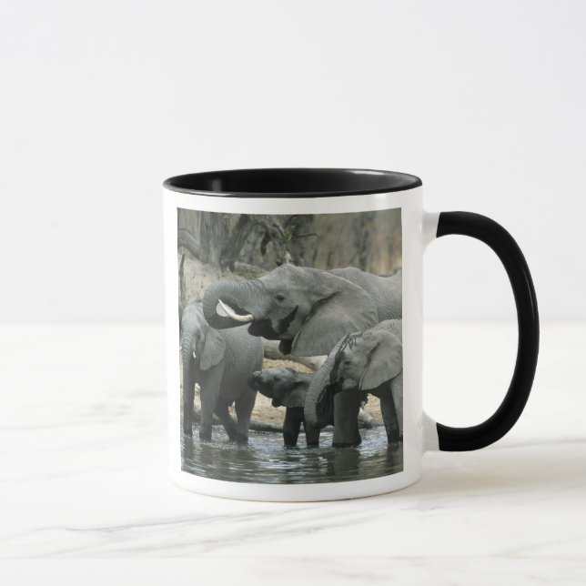 Caneca Afafricano Elephant (Loxodonta africana), bebendo (Direita)