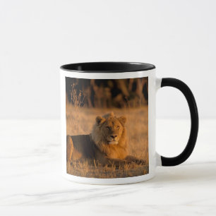 Caneca África, Botsuana, Delta do Okavango. Leão (Panther
