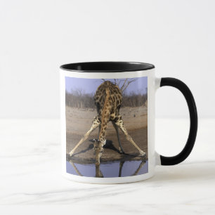 Caneca África, Botsuana, Parque Nacional Chobe, Girafa