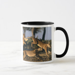 Caneca África, Botsuana, Parque Nacional Chobe, Leões