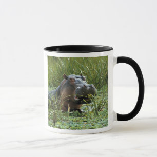 Caneca África, Kenya, Masai Mara NR. Um hipopótamo da m