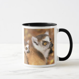 Caneca África, Madagascar, Reserva Privada Berenty.