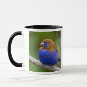 Caneca África. Quênia. Grenadier Roxo