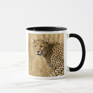 Caneca África. Quênia. Guepardo no Samburu NP.