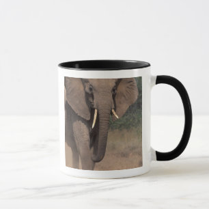 Caneca África, Quênia, Nanyuki, Mpala. Elefante-africano.