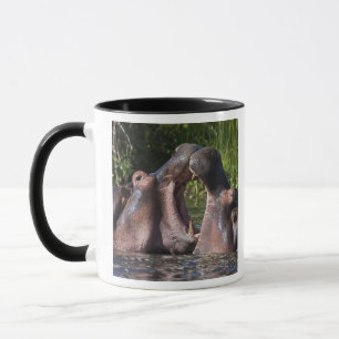 Caneca África. Tanzânia. Hippopotamus que sparring no