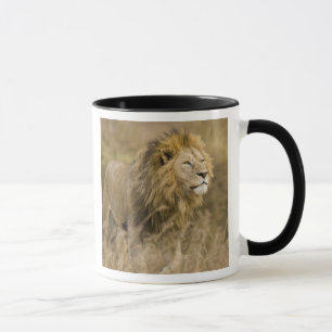 Caneca África. Tanzânia. Leão macho em Ngorongoro