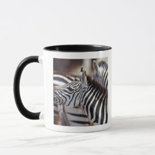 Caneca África, Tanzânia, rebanho das zebras
