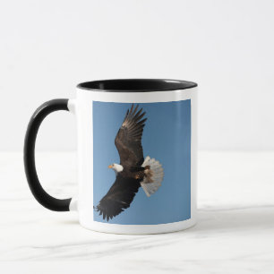 Caneca Águia Americana em Voo, Haliaeetus leucocephalus,