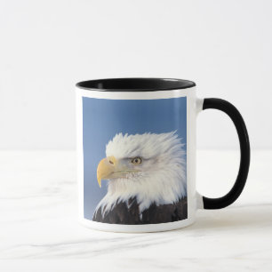 Caneca águia-careca, Haliaeetus leuccocephalus,