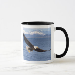 Caneca águia-careca, Haliaeetus leucocephalus, em voo 4