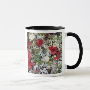 Caneca Alasca, Parque Nacional Denali, a tundra ártica é