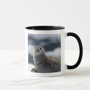 Caneca Alasca, região sudeste Foca-comum no gelo