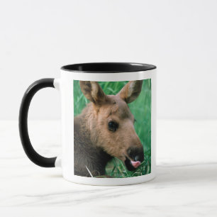 Caneca alce, Alces alces, bezerro deitado na grama, Kenai