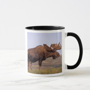 Caneca alce, Alces alces, touro com grandes chifres