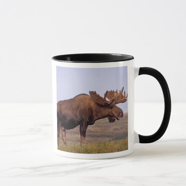 Caneca alce, Alces alces, touro com grandes chifres (Direita)