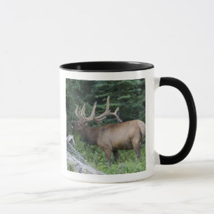 Caneca Alce buglando no Parque Nacional Banff, Canadá.