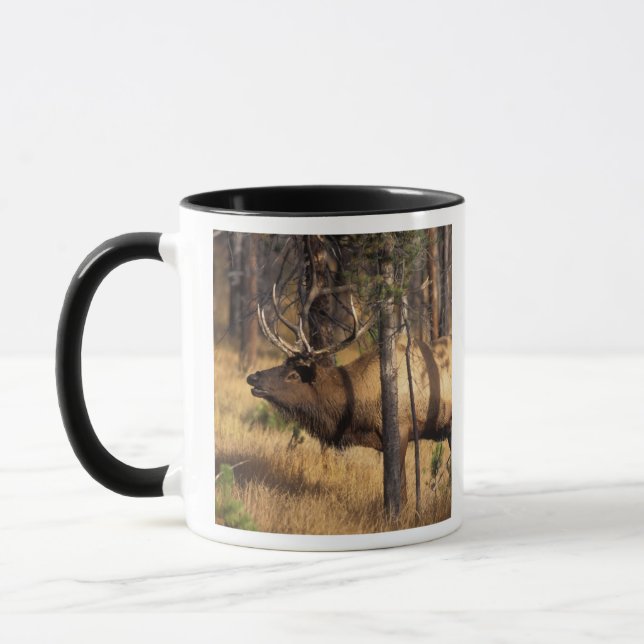 Caneca alce, Cervus elaphus, touro toca corneta em uma ár (Esquerda)