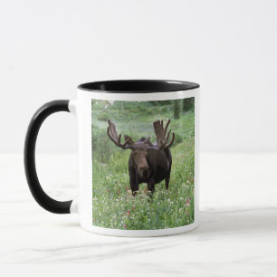 Caneca Alce macho Alces alces) em flores silvestres,