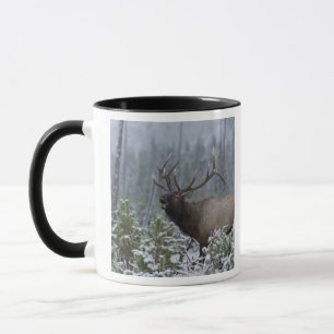 Caneca Alce macho na neve chamando, buglando, Yellowstone