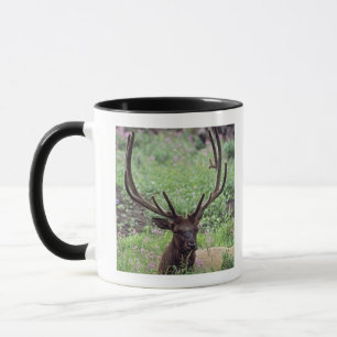 Caneca Alces de Bull que descansam no prado alpino com