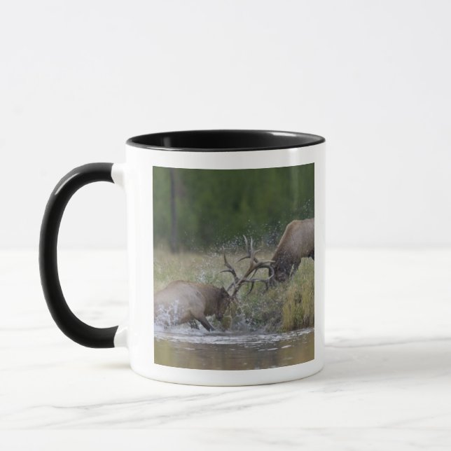 Caneca Alces machos lutando, Yellowstone NP, Wyoming (Esquerda)