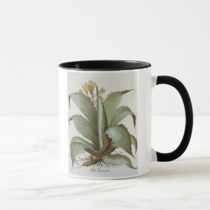 Caneca Aloés americano: Americana do aloés, 'do Hortus 